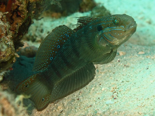 Ambligobius Albimaculatus